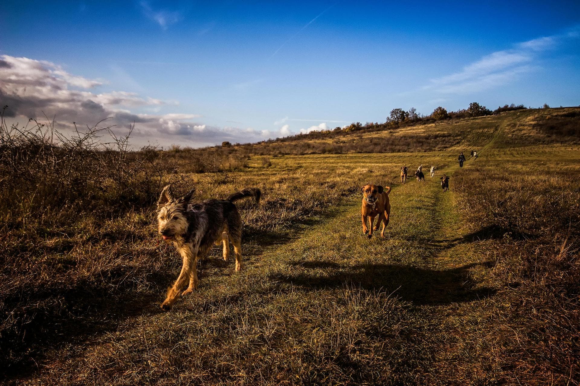 Best Vets in Doncaster